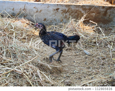 black hen walking among the dry grass in farm 112803816