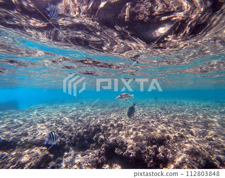 Rhinecanthus assasi fish or Picasso trigger fish on his coral reef in the Red Sea, Egypt. Rhinecanthus assasi fish or Picasso trigger fish on his coral reef in the Red Sea, Egypt. 112803848