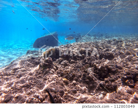 Underwater life of reef with corals and tropical fish. Coral Reef at the Red Sea, Egypt. 112803849