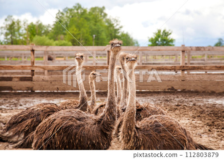 African ostrich walk in the paddock. Common Ostrich is the largest living bird on the planet.. 112803879