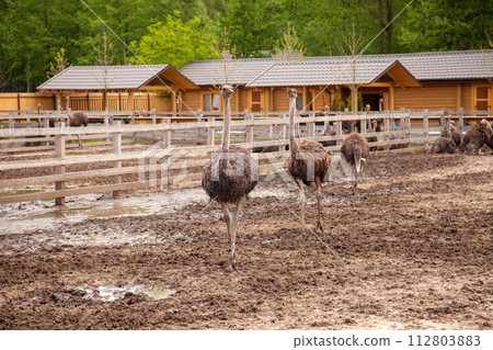 African ostrich walk in the paddock. Common Ostrich is the largest living bird on the planet.. 112803883