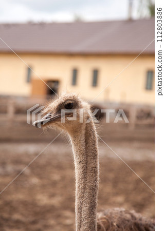 Close up view of african ostrich walk in the paddock. Common Ostrich is the largest living bird on the planet.. 112803886