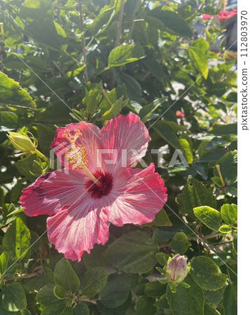 Red hibiscus 112803970