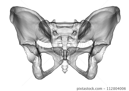 Anatomy of the pelvis bones, including the ilium, ischium, sacrum, and pubis, 3D illustration 112804006