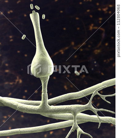 Saksenaea microscopic fungi, the agent of mucormycosis disease, 3D illustration Saksenaea microscopic fungi, the agent of mucormycosis disease, 3D illustration 112804068