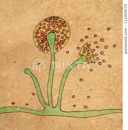 Mucor mould, illustration 112804079