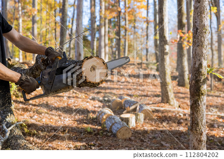Professional lumberjack cuts down tree during autumn cleaning in forest using an chainsaw 112804202