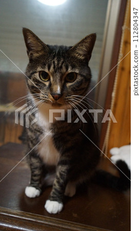 Cat Cat 112804347
