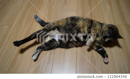 Cat Cat 112804348