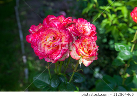 Beautiful pink rose bush growing in the garden.. Beautiful pink rose bush growing in the garden.. 112804466
