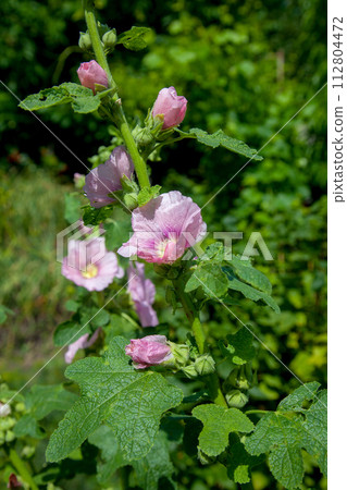 Soft pink flowers of musk mallow or lavatera on a green background. Soft pink flowers of musk mallow or lavatera on a green background. 112804472