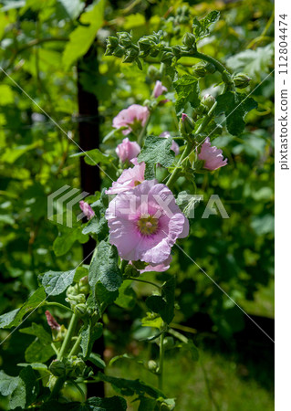 Soft pink flowers of musk mallow or lavatera on a green background. 112804474