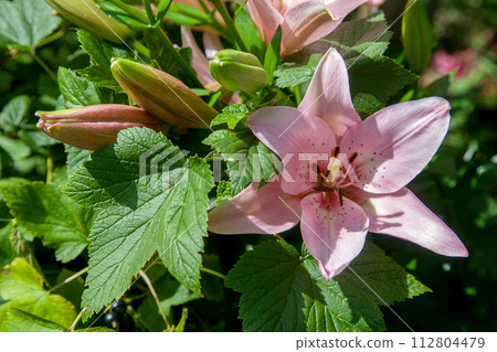 Blooming Oriental Lily flowers. Pink tropical flower in the garden.. Blooming Oriental Lily flowers. Pink tropical flower in the garden.. 112804479