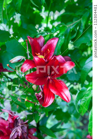 Blooming Oriental Lily flowers. Red tropical flower in the garden.. Blooming Oriental Lily flowers. Red tropical flower in the garden.. 112804481