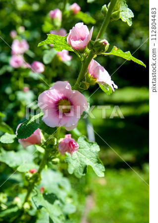 Soft pink flowers of musk mallow or lavatera on a green background. Soft pink flowers of musk mallow or lavatera on a green background. 112804483