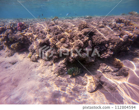 Big Broomtail wrasse (Cheilinus lunulatus) at coral reef.. 112804594