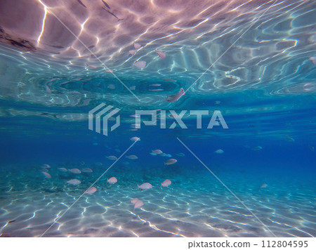 Shoal of Sargos or White Seabream swimming at the coral reef in the Red Sea, Egypt.. 112804595
