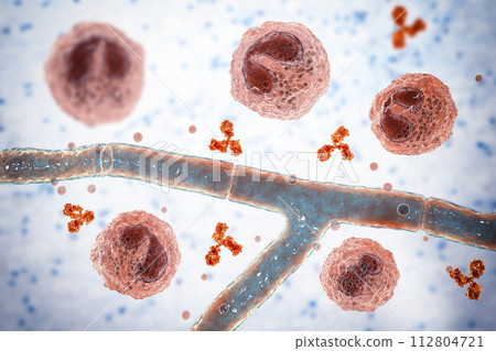 Splendore-Hoeppli phenomenon, 3D illustration. Eosinophilic reaction around the invading fungal hyphae in human tissues Splendore-Hoeppli phenomenon, 3D illustration. Eosinophilic reaction around the invading fungal hyphae in human tissues 112804721