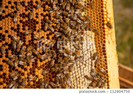 Working bees in a hive on honeycomb. Bees inside hive with sealed and open cells for their young.. Working bees in a hive on honeycomb. Bees inside hive with sealed and open cells for their young.. 112804750
