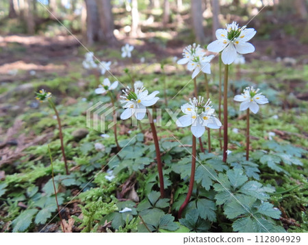 Kamo no Sato (Baikaouren in full bloom) 112804929
