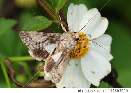 Creatures: Insects: Nakajiroshitaba, food plants include sweet potatoes and Noasagao. It seems that sweet potato farmers hate it. 112805004
