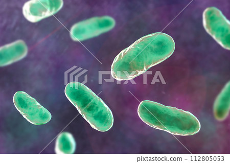 Haemophilus influenzae bacteria, 3D illustration 112805053