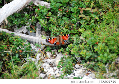 Butterflies smoking flower honey 112805759