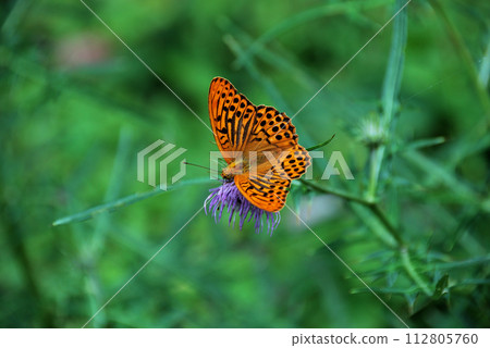 Butterflies smoking flower honey 112805760