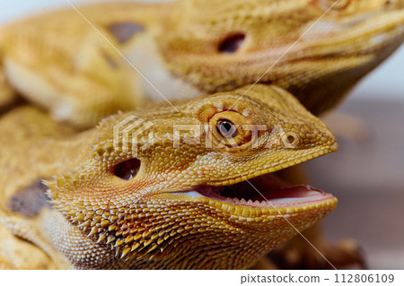 Bearded Dragons: A Close-Up Look at This Amazing Lizards Bearded Dragons: A Close-Up Look at This Amazing Lizards 112806109