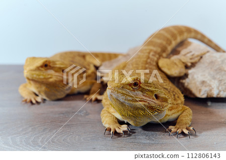 Bearded Dragons: A Close-Up Look at This Amazing Lizards Bearded Dragons: A Close-Up Look at This Amazing Lizards 112806143