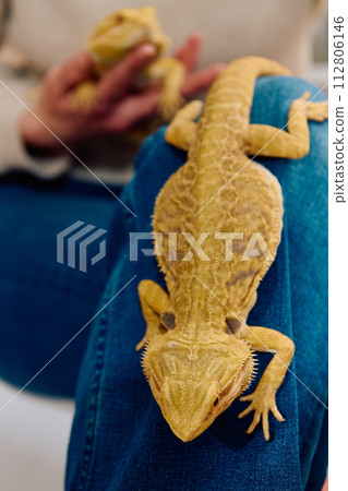 Bearded Dragon: A Close-Up Look at This Amazing Lizard Bearded Dragon: A Close-Up Look at This Amazing Lizard 112806146