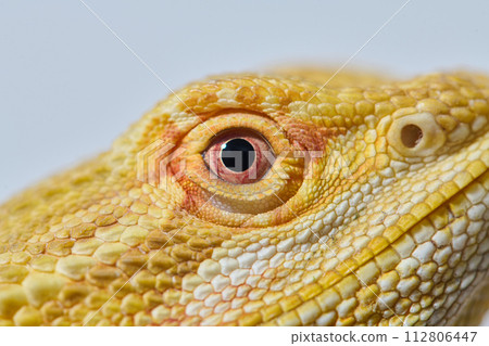 Bearded Dragon: A Close-Up Look at This Amazing Lizard Bearded Dragon: A Close-Up Look at This Amazing Lizard 112806447