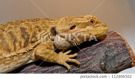 Bearded Dragon: A Close-Up Look at This Amazing Lizard Bearded Dragon: A Close-Up Look at This Amazing Lizard 112806502