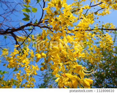 Yellow  golden shower flowers dangle from the branches. The background is a bright blue sky 112806610