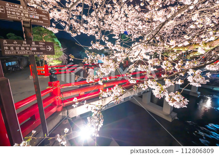 230403 中橋夜櫻花S025 112806809