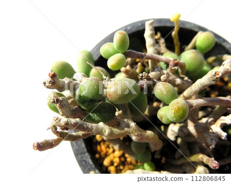 flock of eggs flock of eggs 112806845