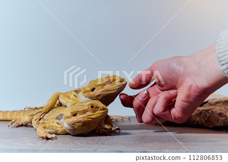 Bearded Dragons: A Close-Up Look at This Amazing Lizards Bearded Dragons: A Close-Up Look at This Amazing Lizards 112806853