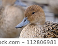 Duck 112806981