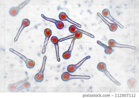 Clostridium tetani bacteria Clostridium tetani bacteria 112807112