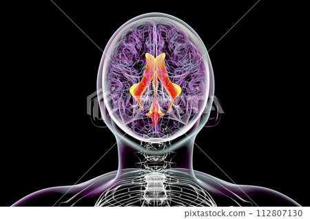 Ventricular system of the brain, 3D illustration 112807130