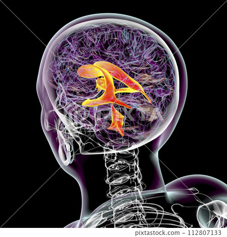 Ventricular system of the brain, 3D illustration Ventricular system of the brain, 3D illustration 112807133