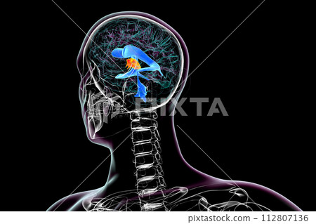 The third brain ventricle, 3D illustration The third brain ventricle, 3D illustration 112807136