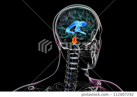 The fourth brain ventricle, 3D illustration. The fourth brain ventricle, 3D illustration. 112807292