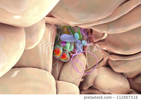 Hypothalamic nuclei, 3D illustration Hypothalamic nuclei, 3D illustration 112807318
