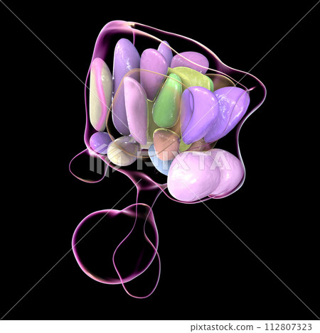 Hypothalamic nuclei, 3D illustration 112807323