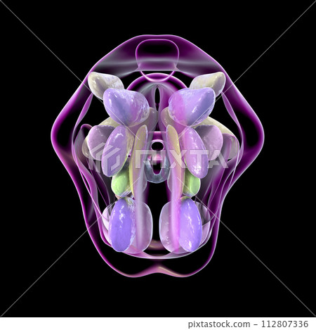 Hypothalamic nuclei, 3D illustration Hypothalamic nuclei, 3D illustration 112807336