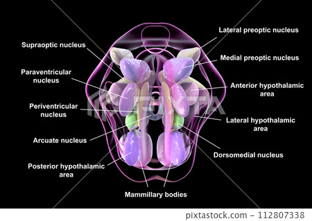 Hypothalamic nuclei, 3D illustration Hypothalamic nuclei, 3D illustration 112807338