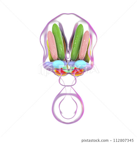 Hypothalamic nuclei, 3D illustration Hypothalamic nuclei, 3D illustration 112807345