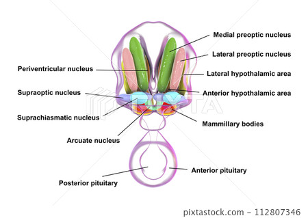 Hypothalamic nuclei, 3D illustration Hypothalamic nuclei, 3D illustration 112807346