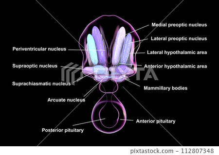 Hypothalamic nuclei, 3D illustration 112807348